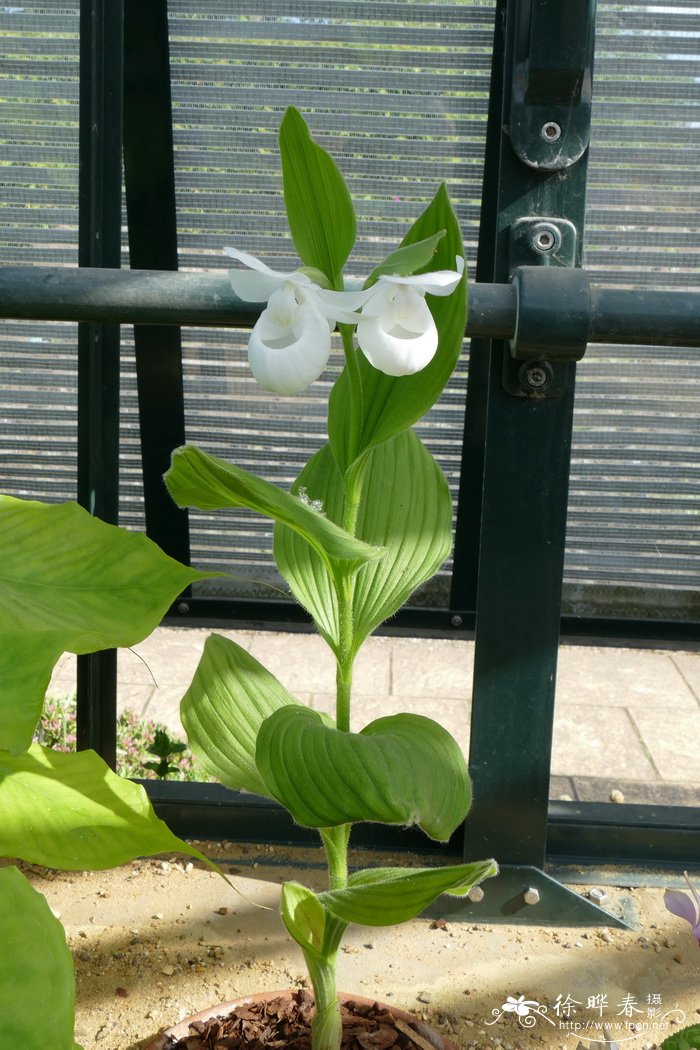 肉类植物