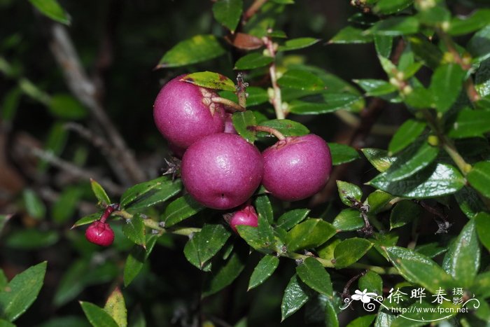 四季桂花树种植技术