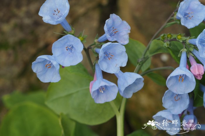 郁金香的花语和寓意