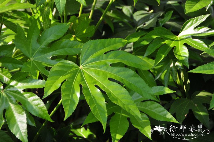 樱花的香味