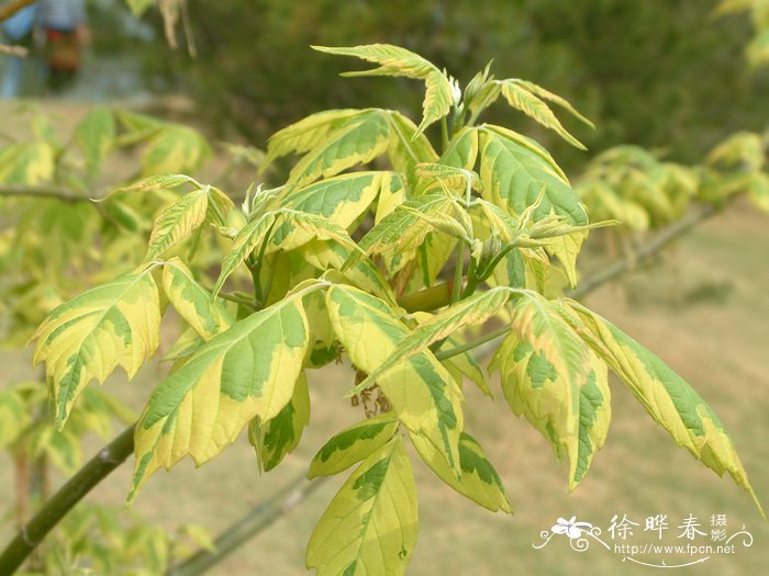 果汁阳台月季