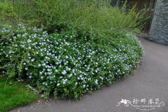 郁金香香吗