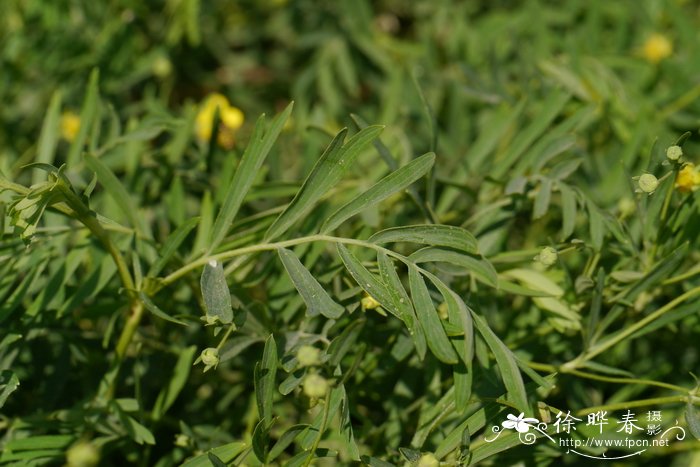 什么的百合花填颜色