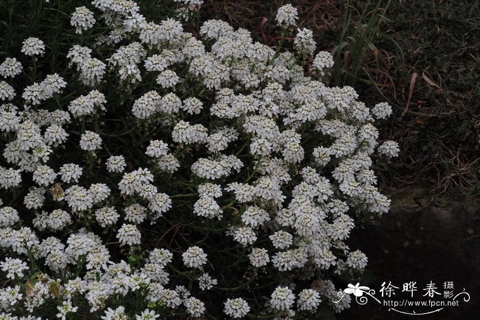 花卉植物