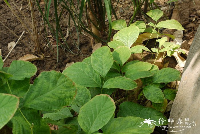 送女朋友花送什么花