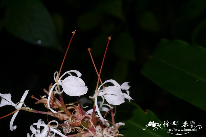 茱萸图片重阳节