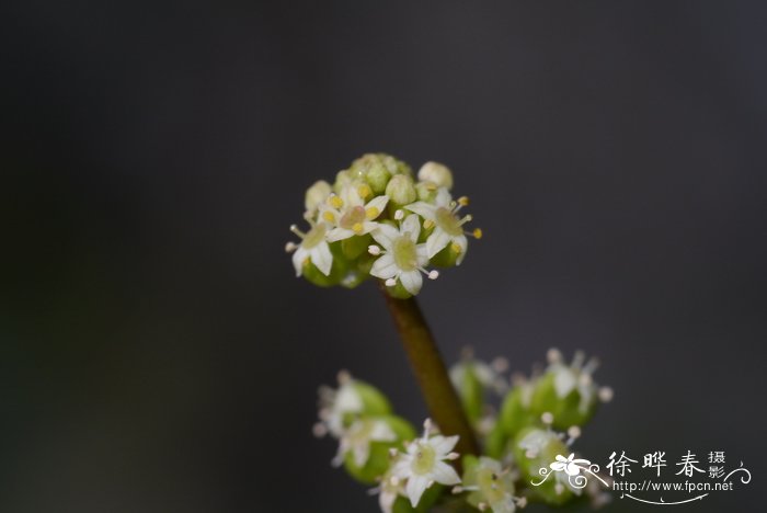 澳洲腊梅