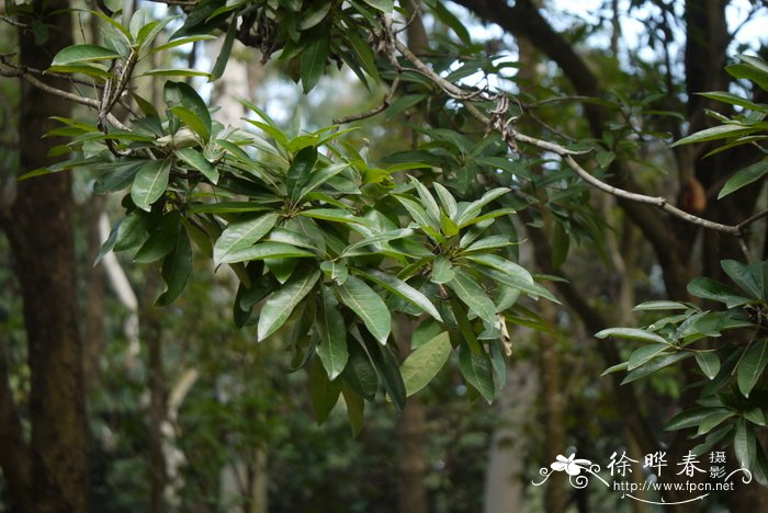 苹果树管理技术