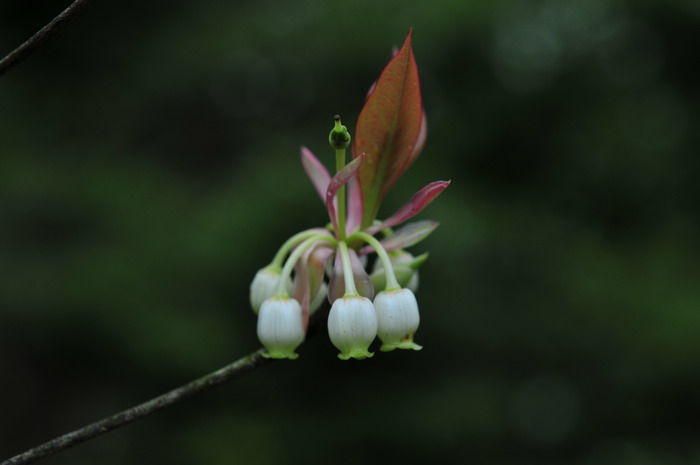 醉蝶花种植