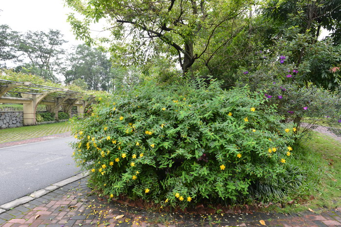 带刺的花