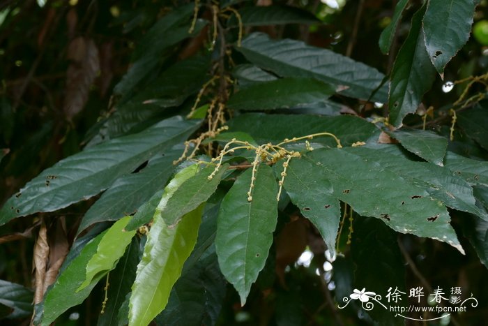 富藤苹果