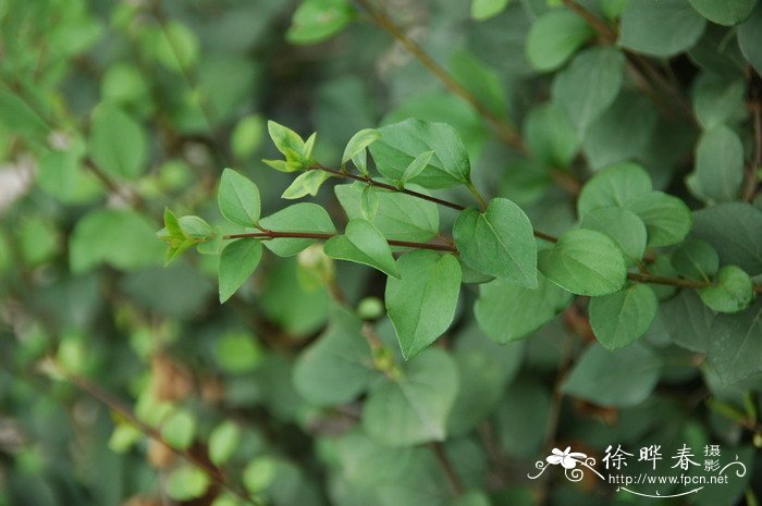 茶油图片