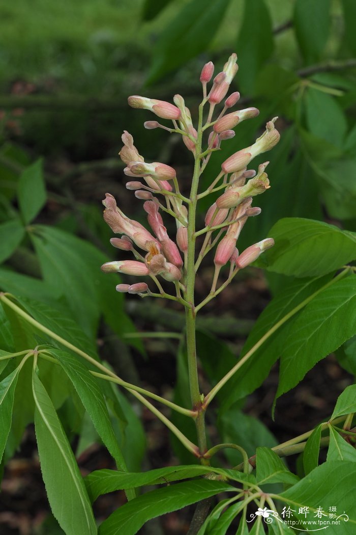 爬山虎种植