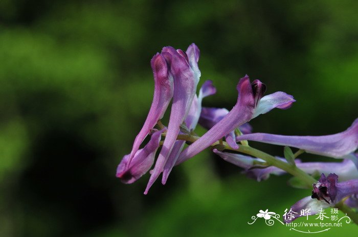 红鸡蛋花