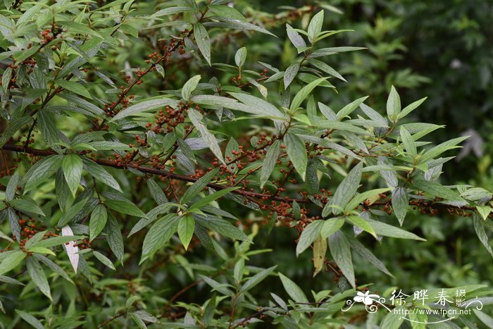 木棉花简笔画