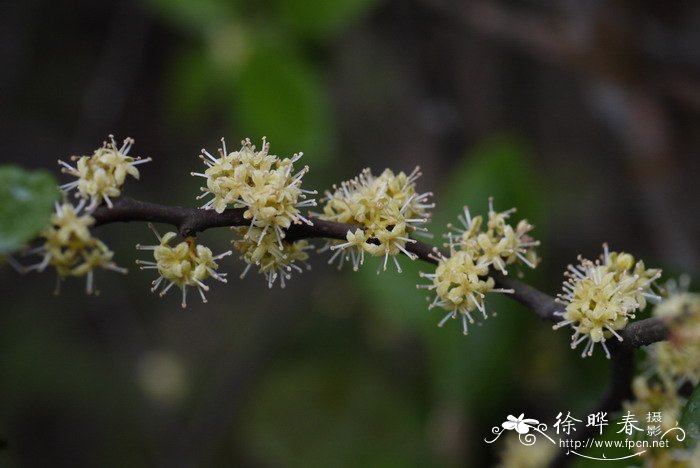 阴阳师彼岸花图片