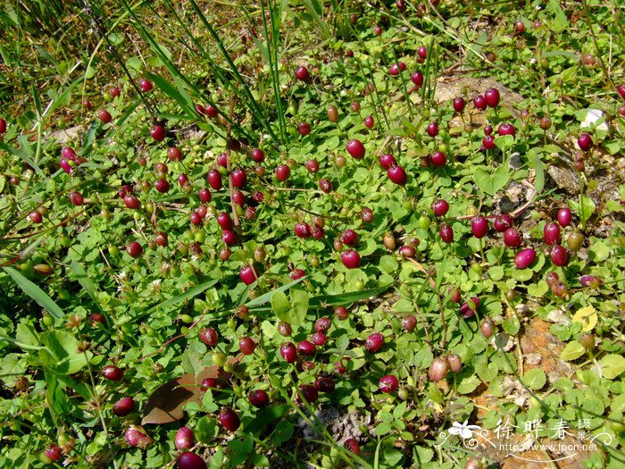 花生种植