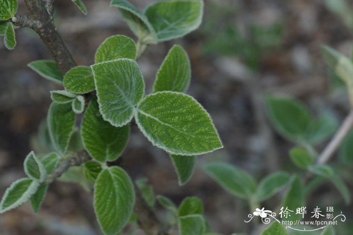 玫瑰花送几朵代表什么