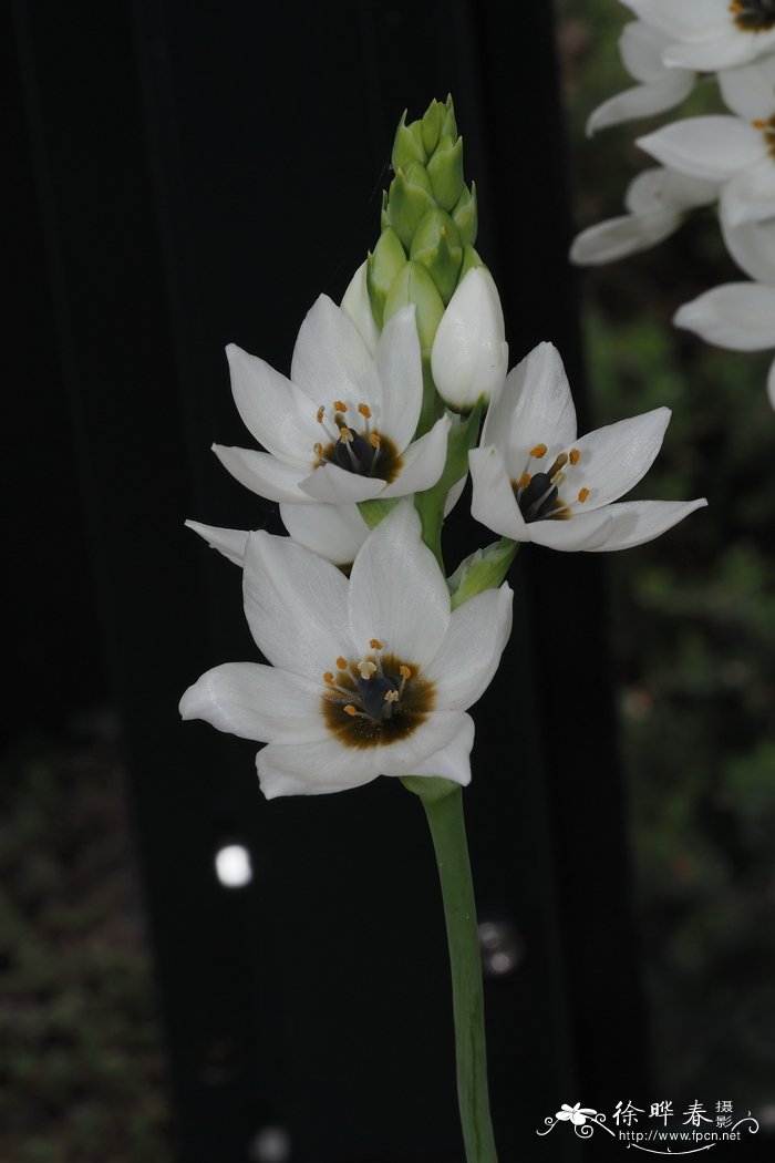 无花果种植技术与管理