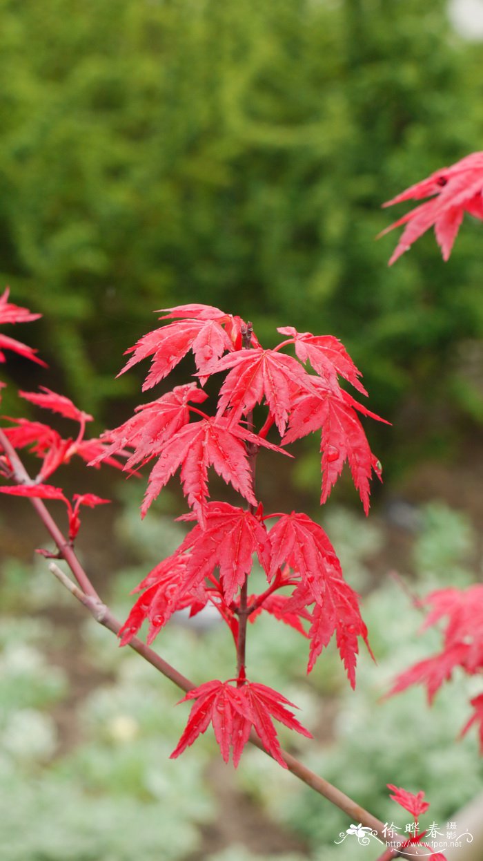 栀子花有毒吗