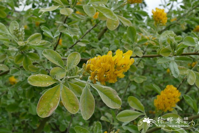 石家庄鲜花网