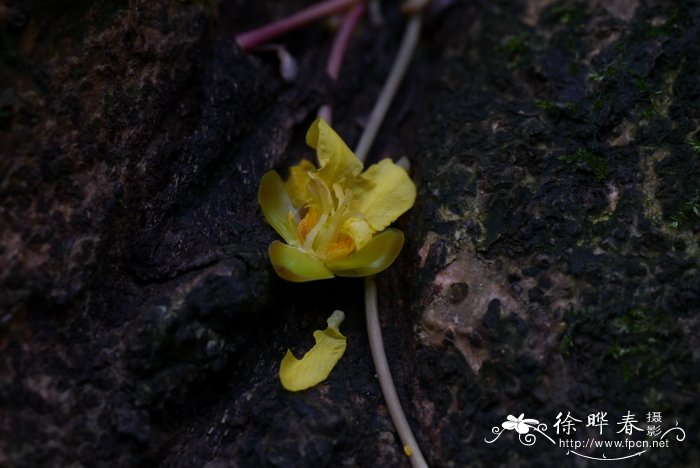 客厅适合养什么花和植物好风水