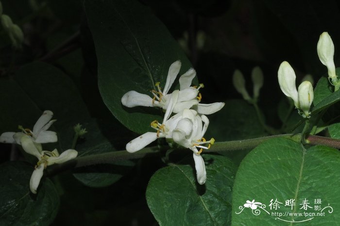 种什么植物可以驱蚊虫