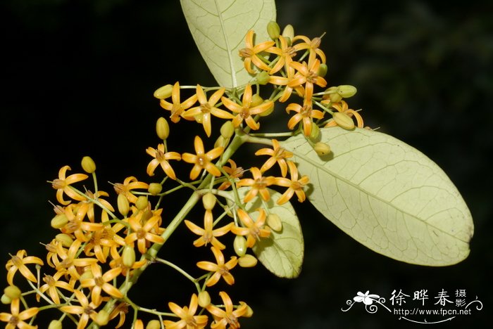 色丁香花