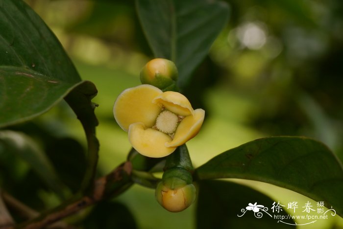 室内花卉好养的有哪些