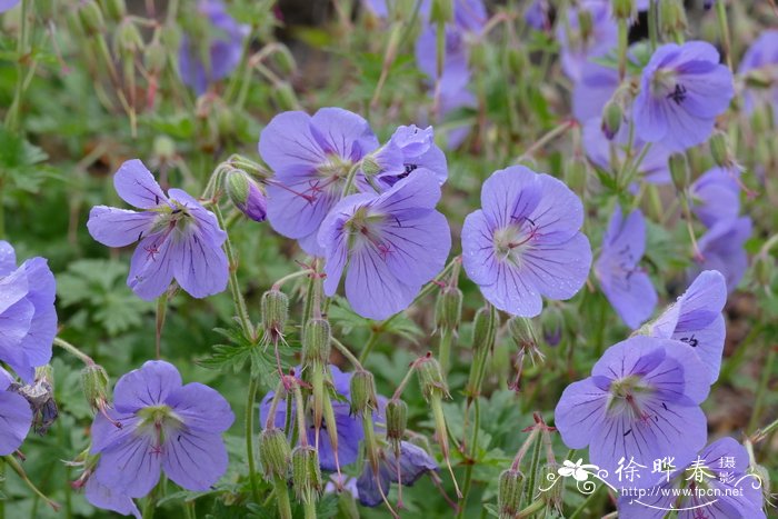 什么花夏天开