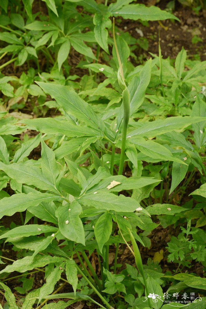 蕨类植物的生活环境