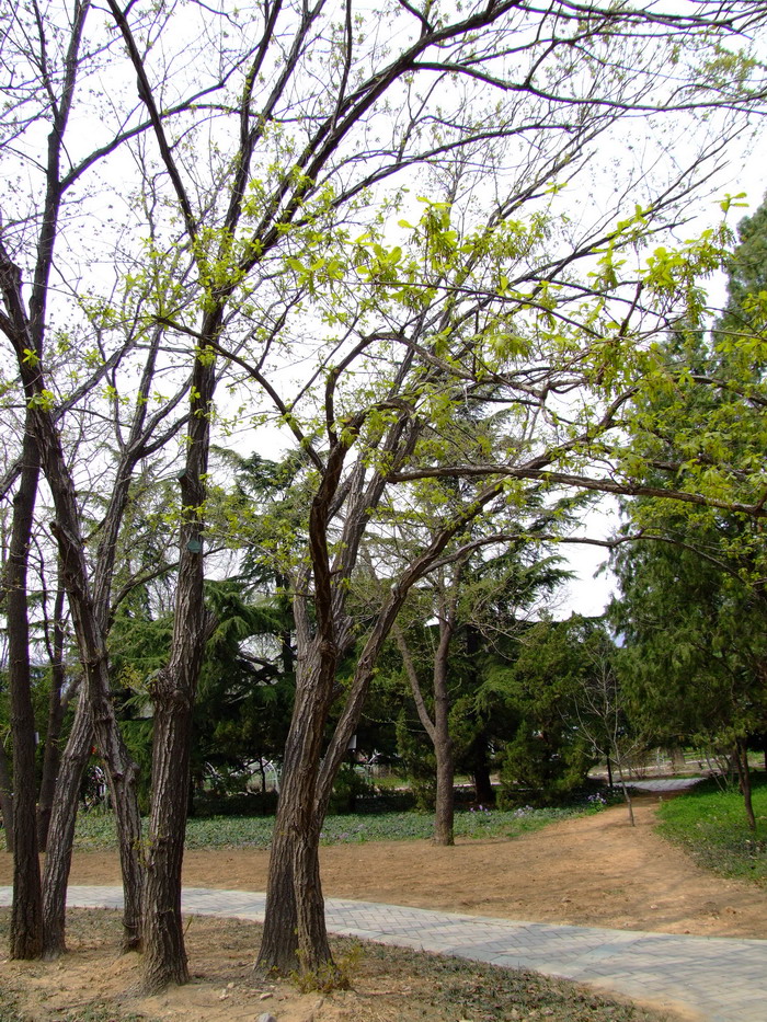 茱萸图片重阳节