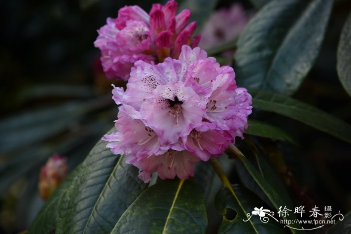 香港紫荆花的象征意义