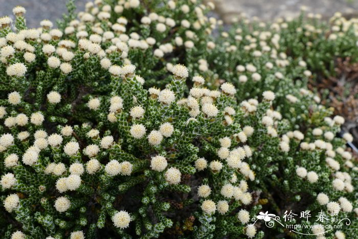 花叶山菅兰