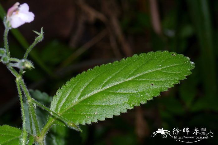 人参种植条件和方法时间