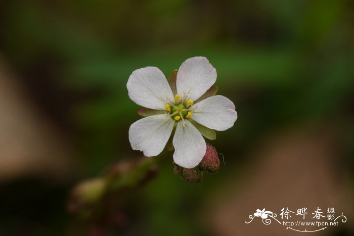 夜间释放氧气的植物