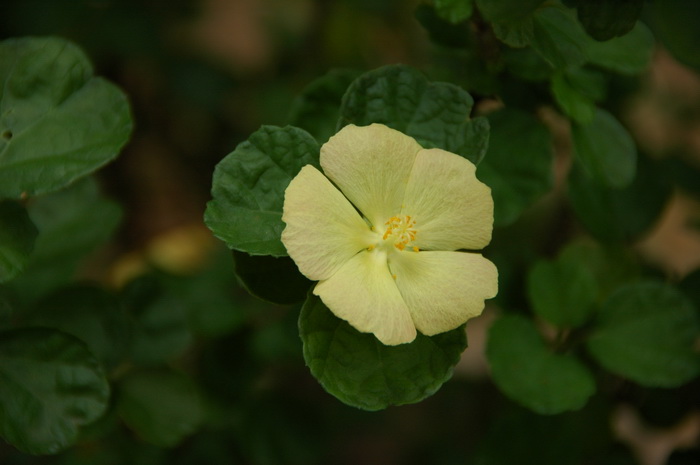 茶叶渣可以做花肥吗