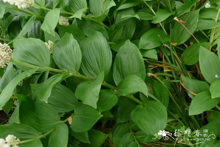 菠菜多少钱一斤?