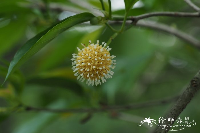 平安树多久浇一次水