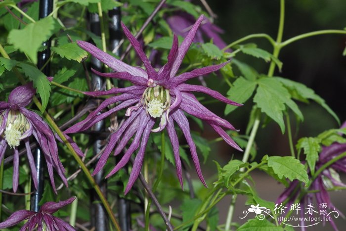 令箭荷花怎么养才开花