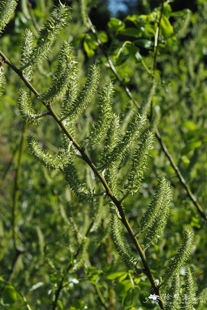 对节白蜡价格