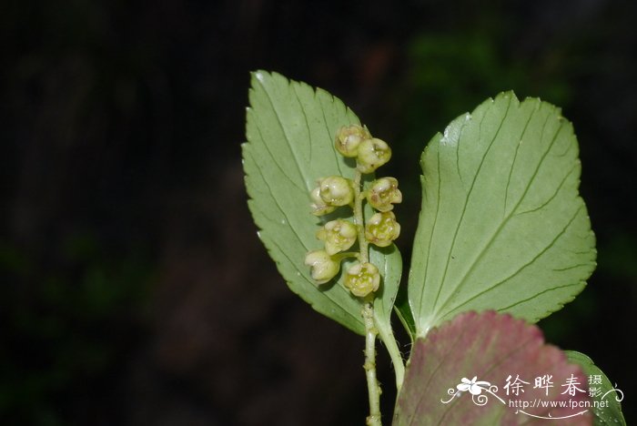 海里的植物