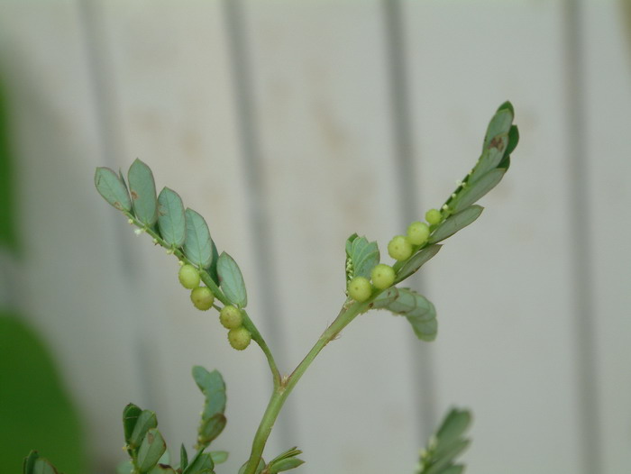 玉兰花的寓意