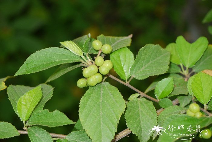 金银花的花朵为了什么会变色