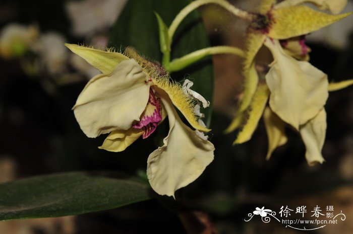 阳台花卉