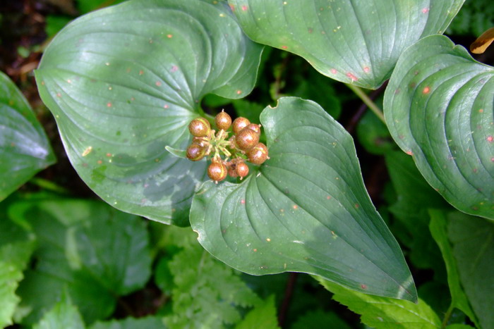 非洲茉莉球