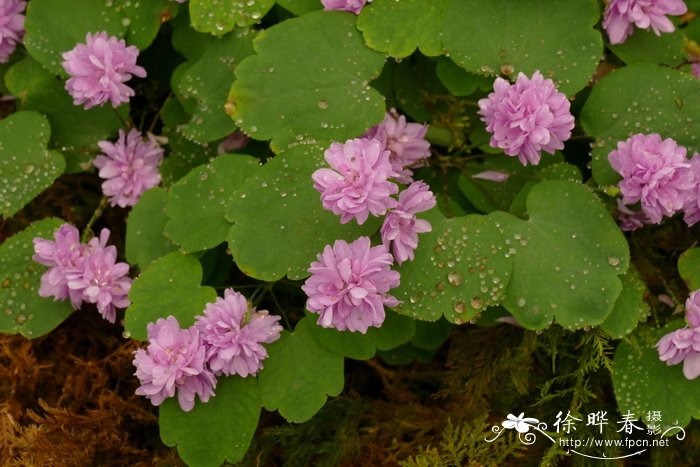 百合花的习性