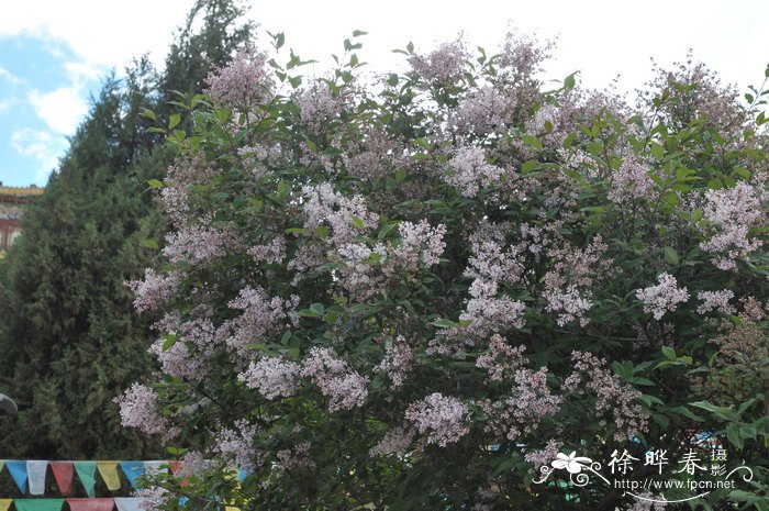 麦花是什么季节开的