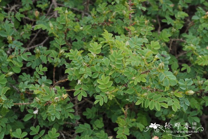 樱花简介