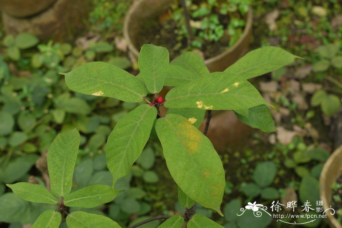 四季常青又耐寒的花